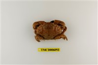 藏品(光手滑面蟹)的圖片